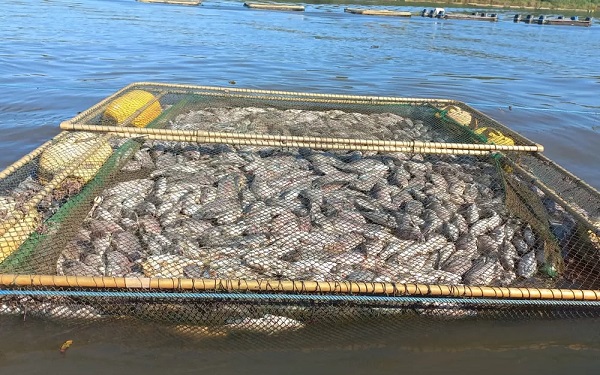 Cerca de 120 toneladas de peixes mortos são encontradas no Lago de Furnas, em Alfenas, MG — Foto: José Anastácio